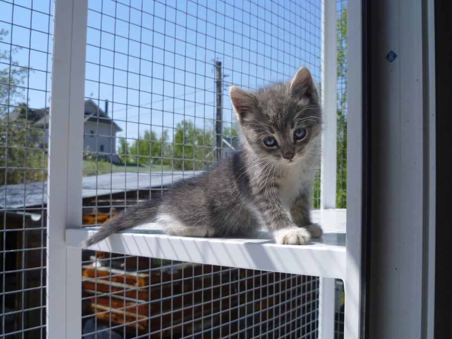 Сетка антикошка