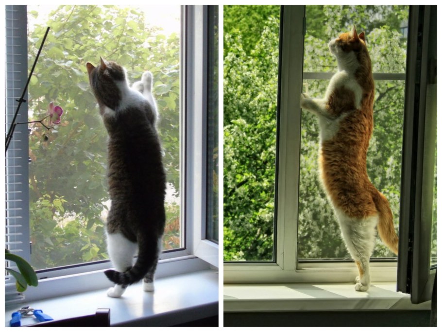 Антимоскитная сетка антикошка