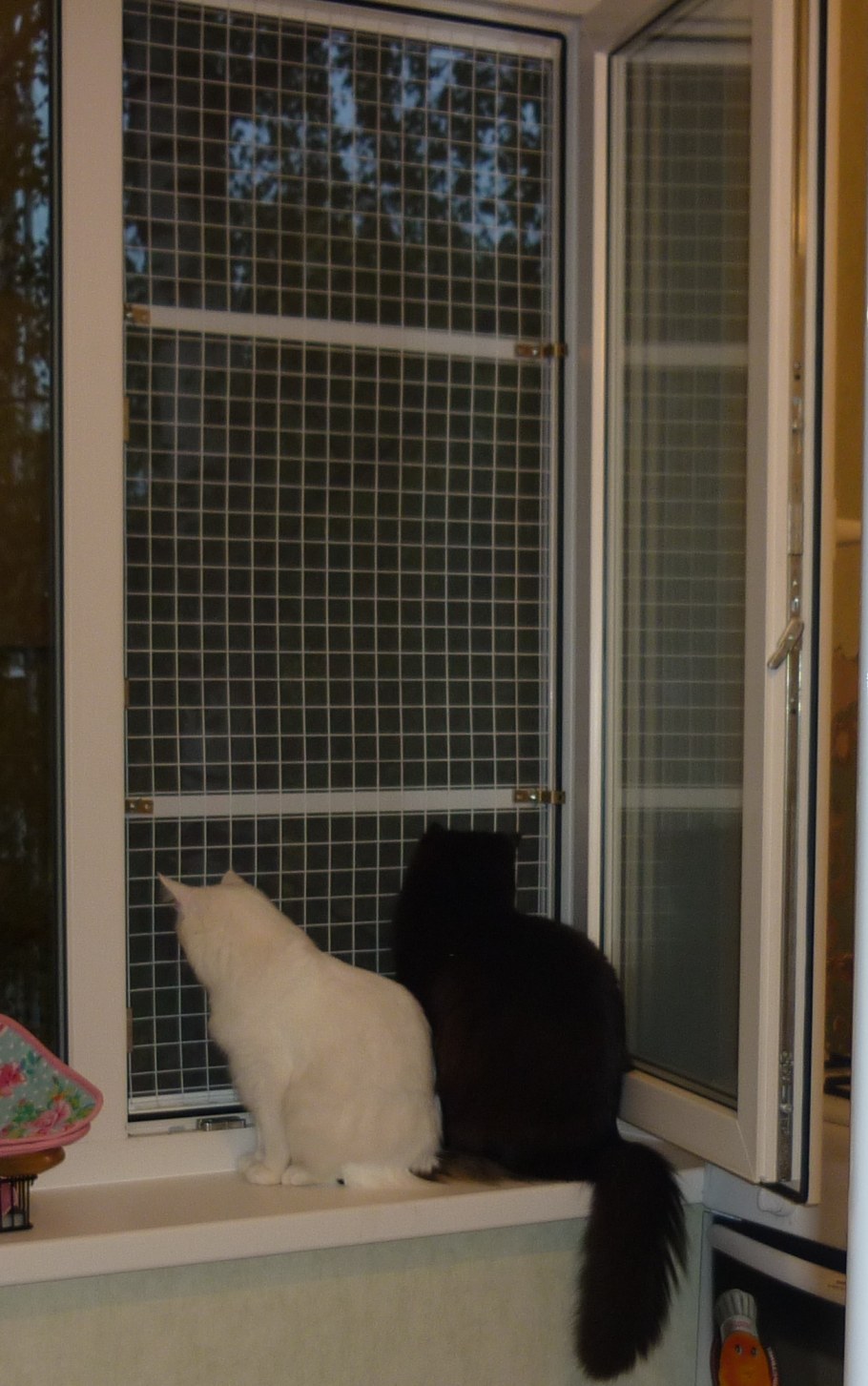 МС антикошка