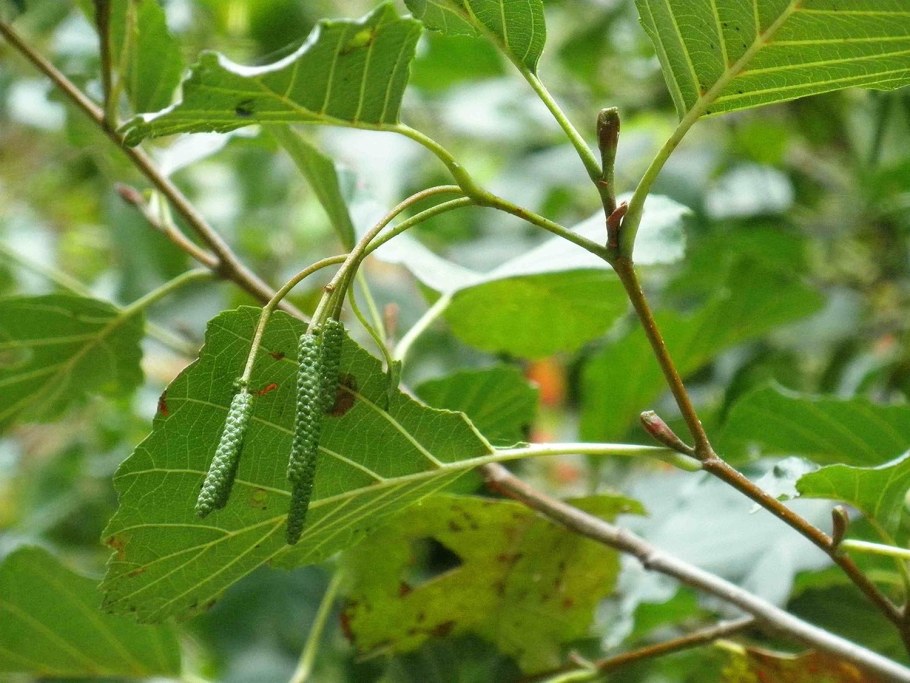 Alnus glutinosa pyramidalis