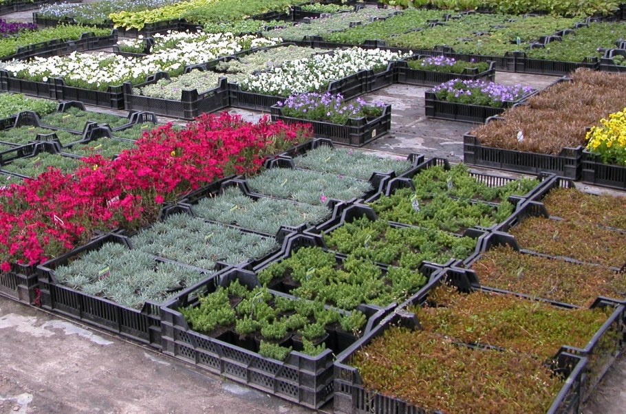 Питомник садовых растений