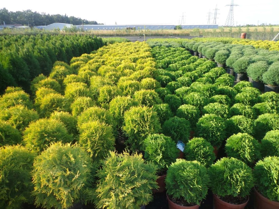 Питомники растений в Краснодаре Голдрайз