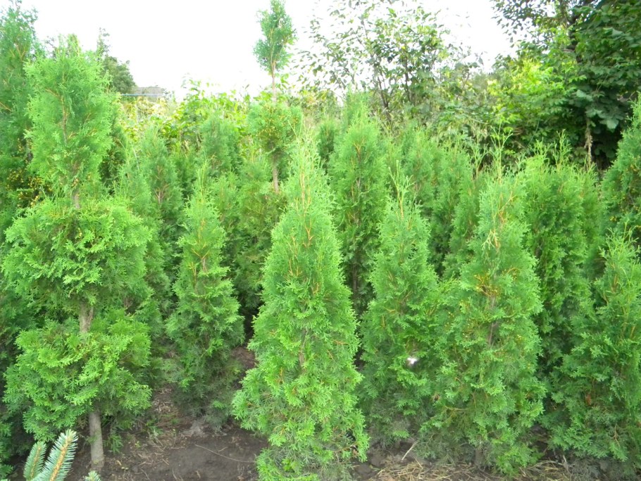 Хвойные деревья Кабардино Балкарии