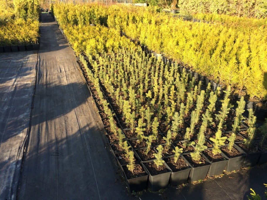 Питомник декоративных растений Новосибирск Кривощековская