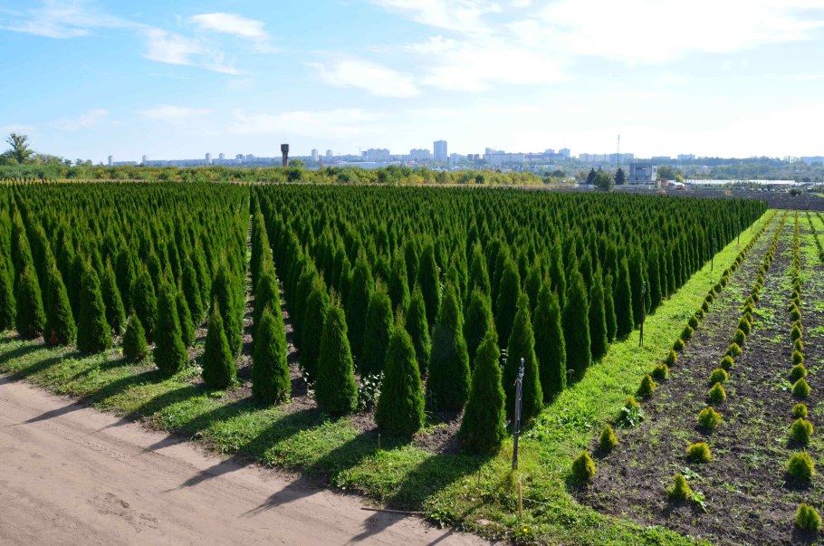 Армавирский питомник хвойных растений