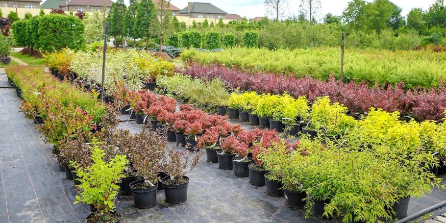 Пузыреплодник и Барбарис во дворах