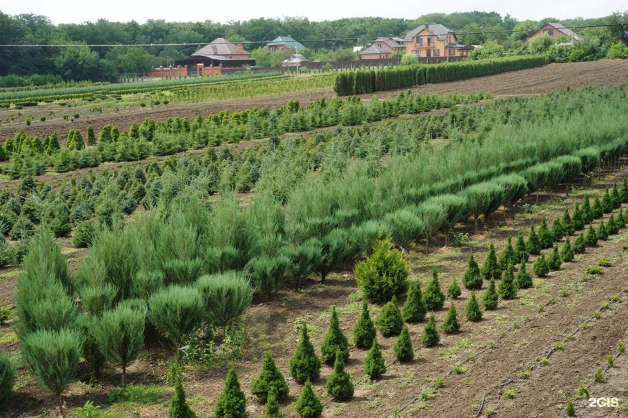 Армавирский Совхоз декоративные культуры имени н с Плохова