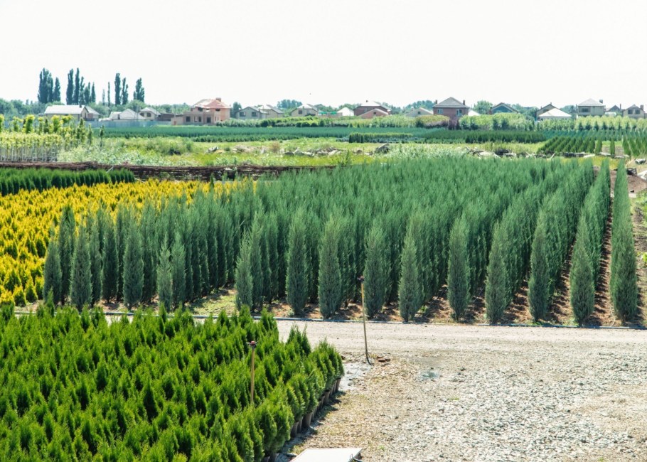 Питомник растений в Краснодаре Хутор Ленина