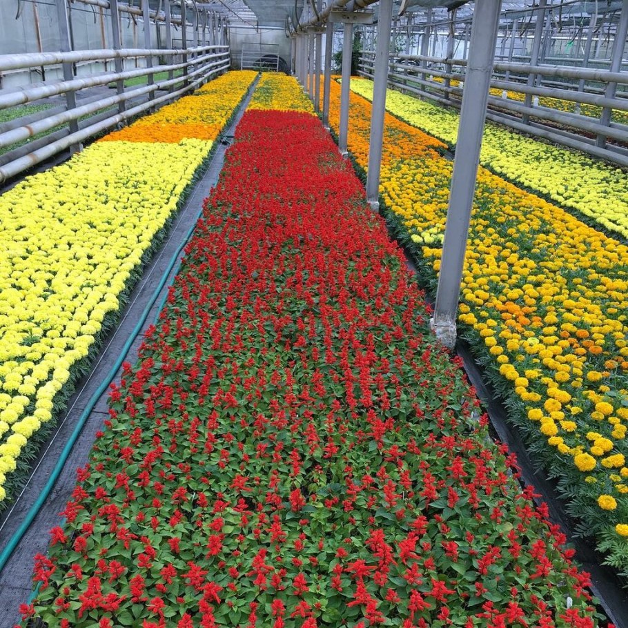 Питомник Пятигорск растения