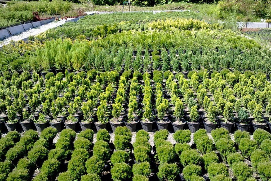 Сочинский питомник декоративных растений