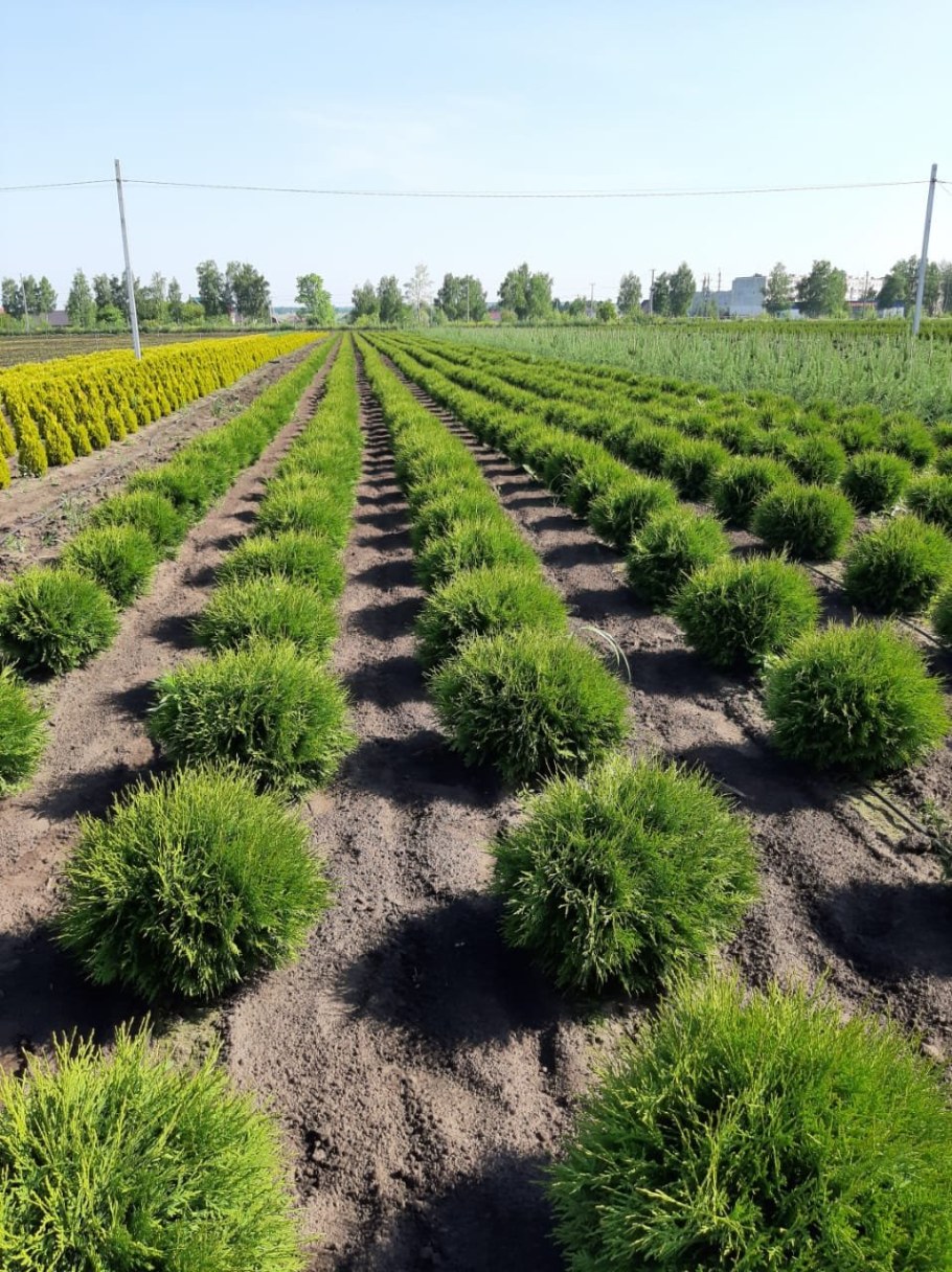 Питомник веры Глуховой Самара