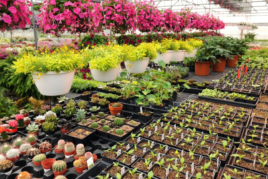 Питомник растений