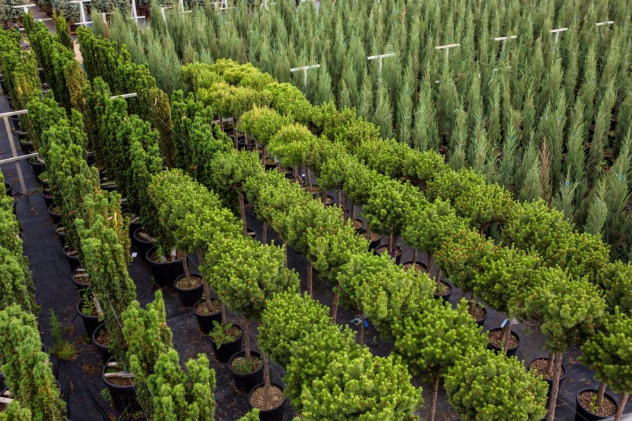 Пятигорский питомник хвойных растений