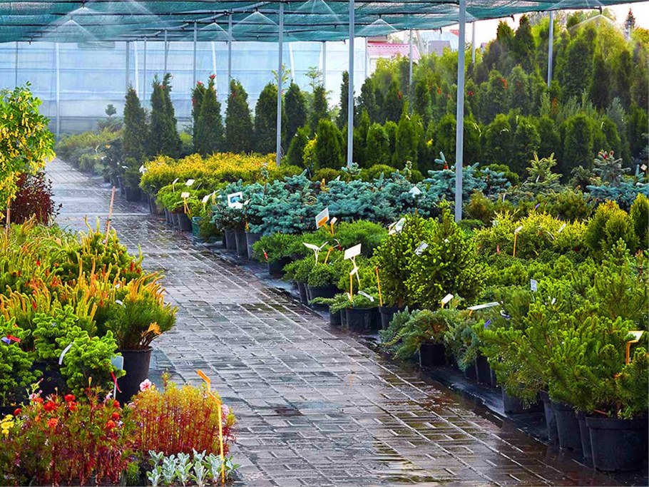 Оранжерея красная Нива