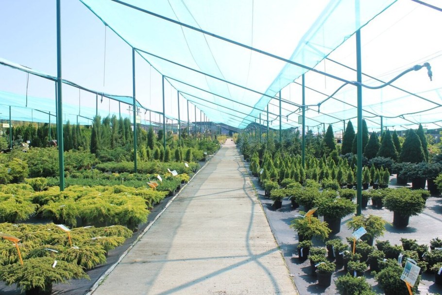 Питомник растений Серпуховский район старые Кузьменки