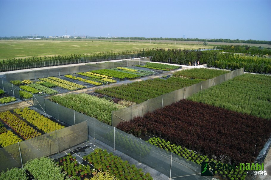 Питомник декоративных растений ёлы-палы