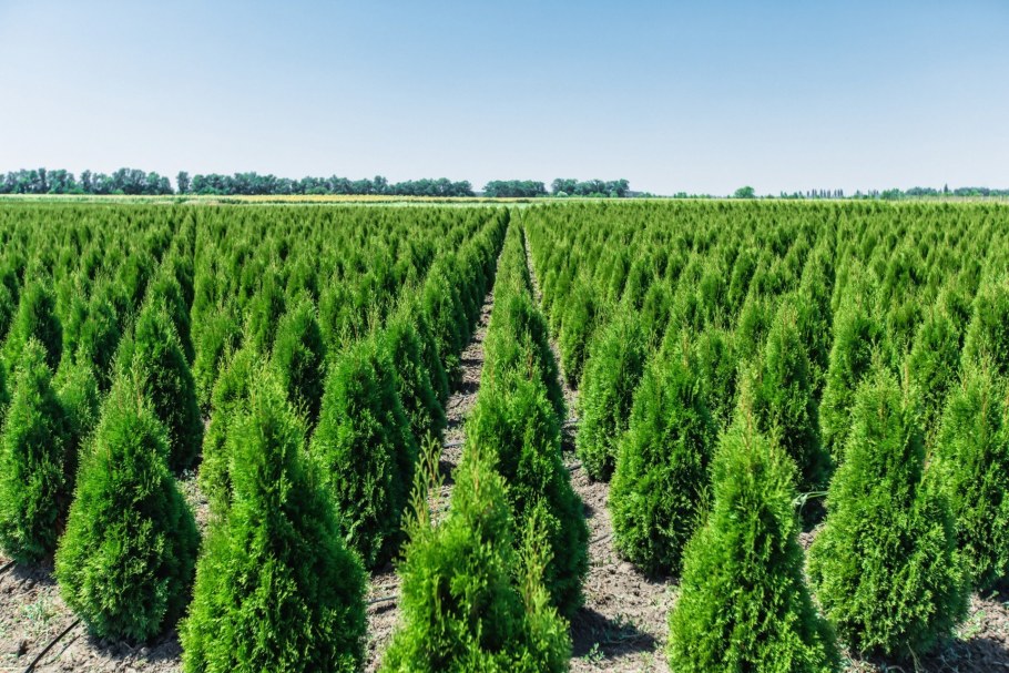 Туя канадская