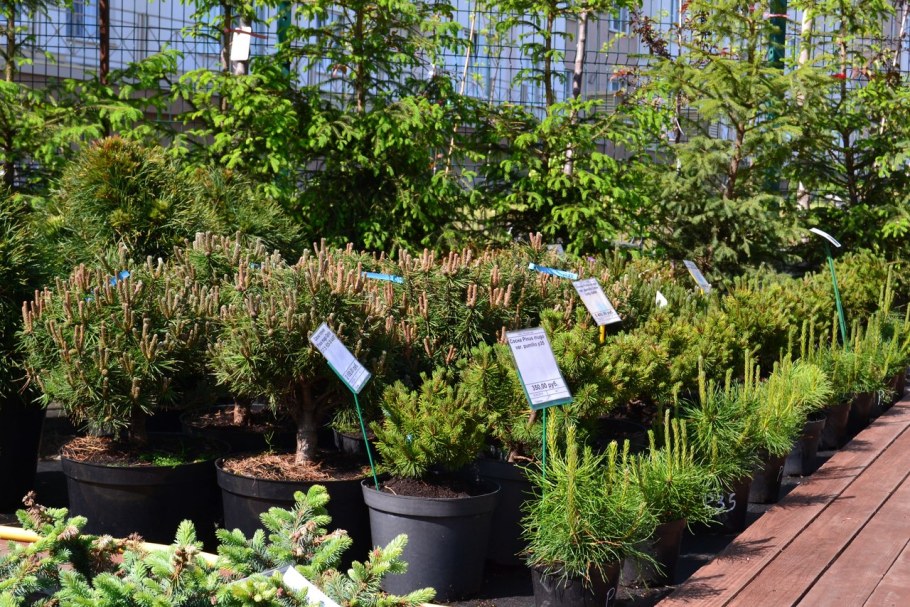 Питомник растений Ивушка Кемерово