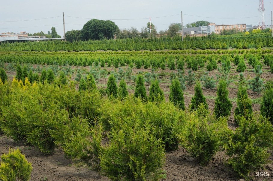 Армавирский Совхоз декоративных культур