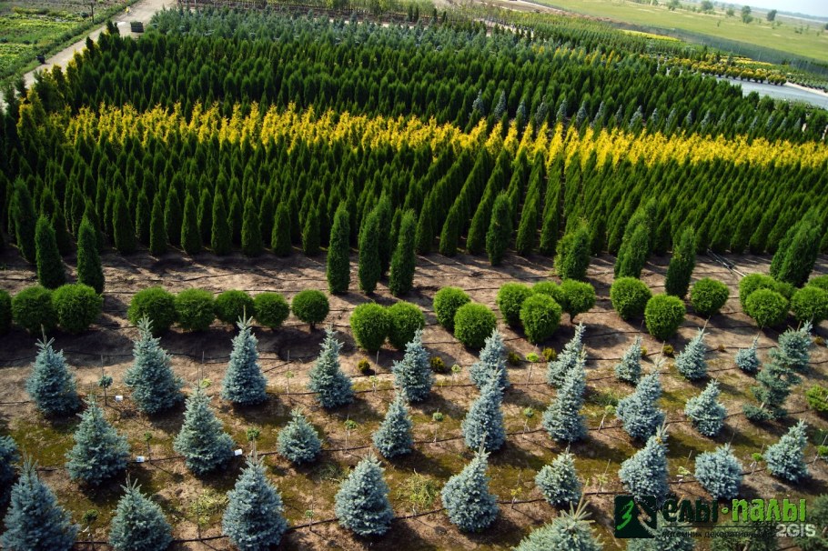 Императорский Лесопитомник