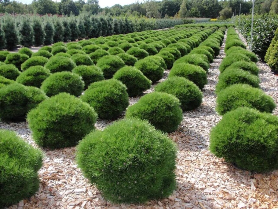 Пятигорский питомник хвойных растений