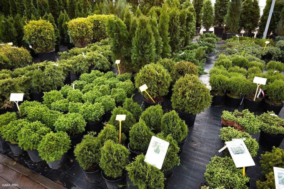Истринский питомник растений хвойников