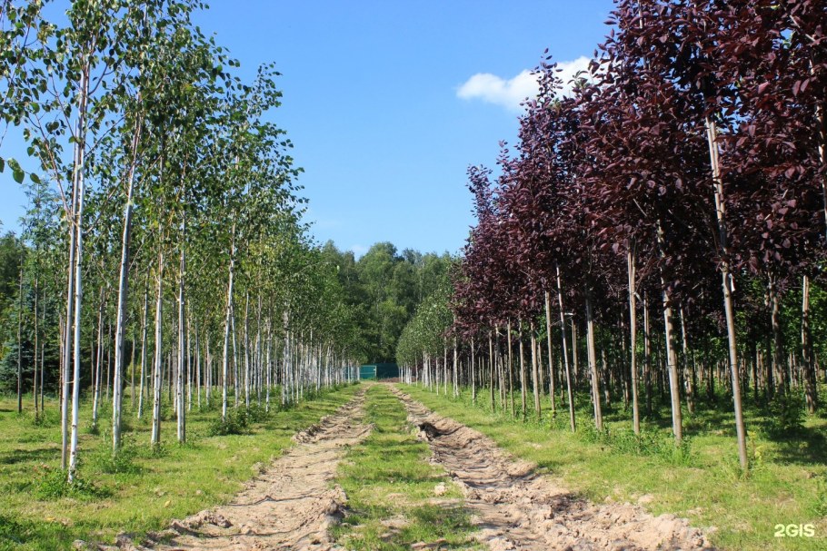 Питомник деревня старые Кузьменки