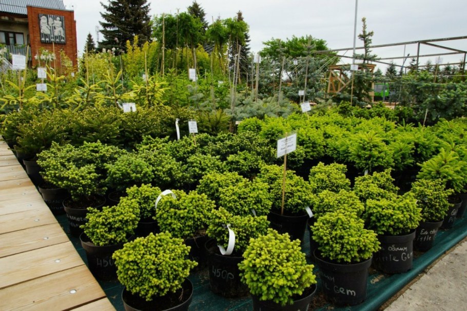 Питомник растений Щербакова