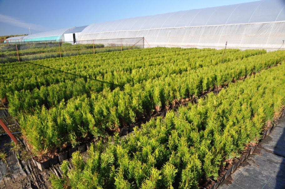 Питомник растений Внуково