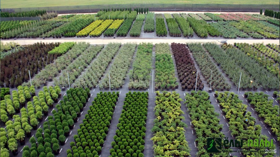 Садовый центр елы-палы Подстепки