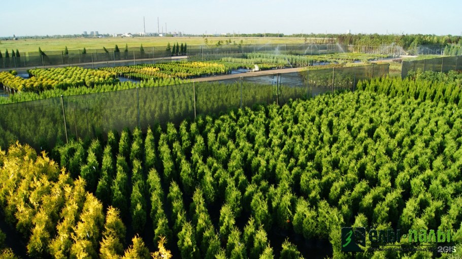 Ёлы-палы в Тольятти