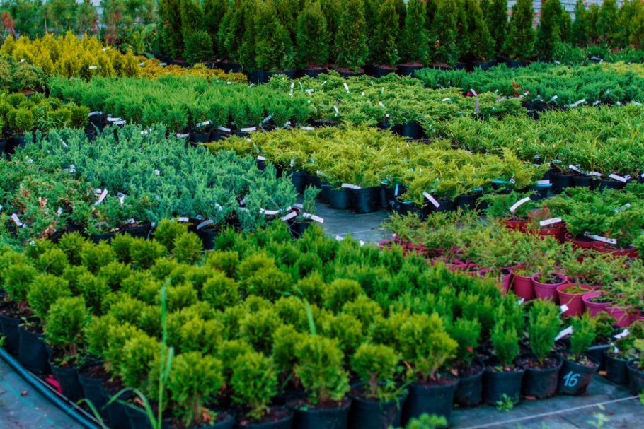 Питомник растений Новосибирский