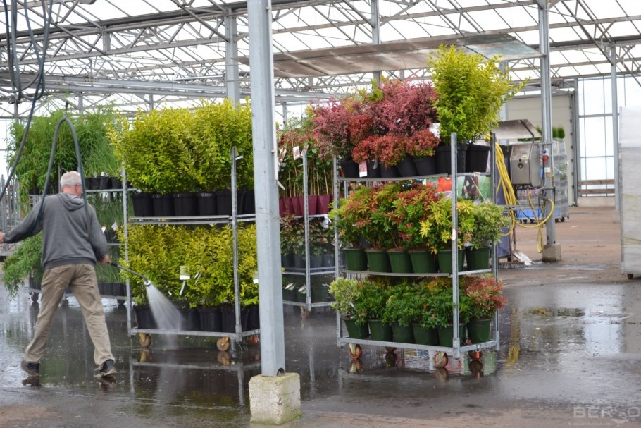 Польские питомники растений