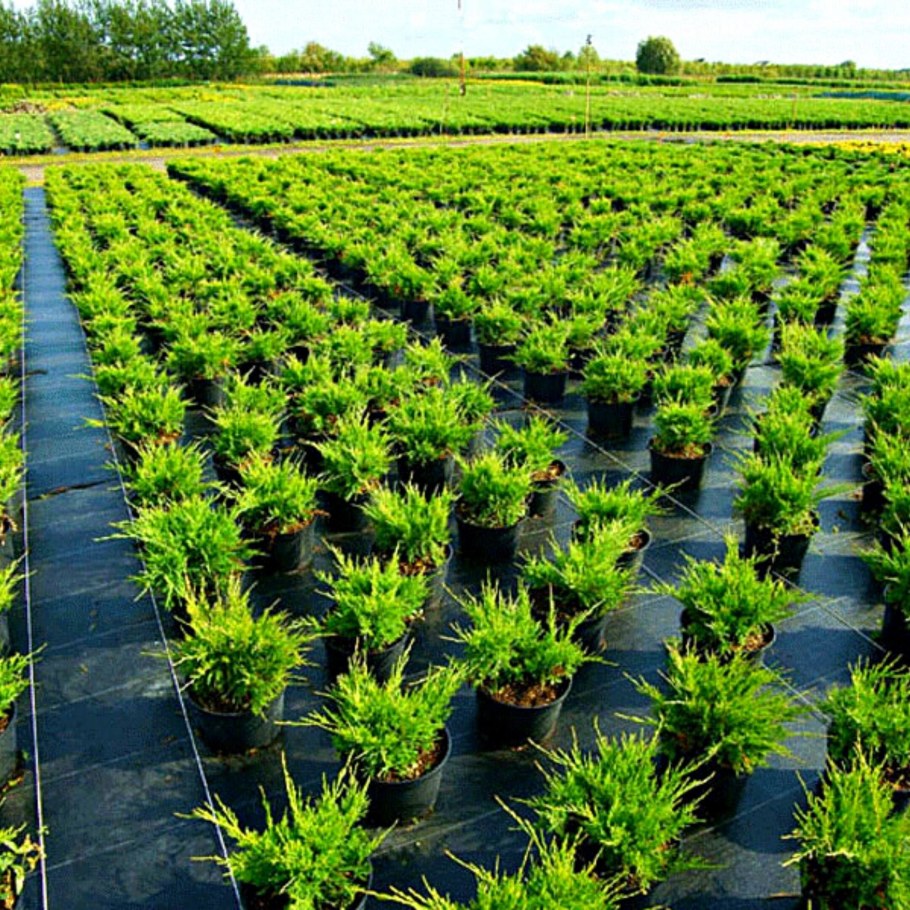 Питомник растений