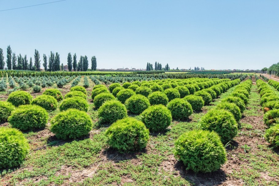 Армавирский питомник хвойных растений