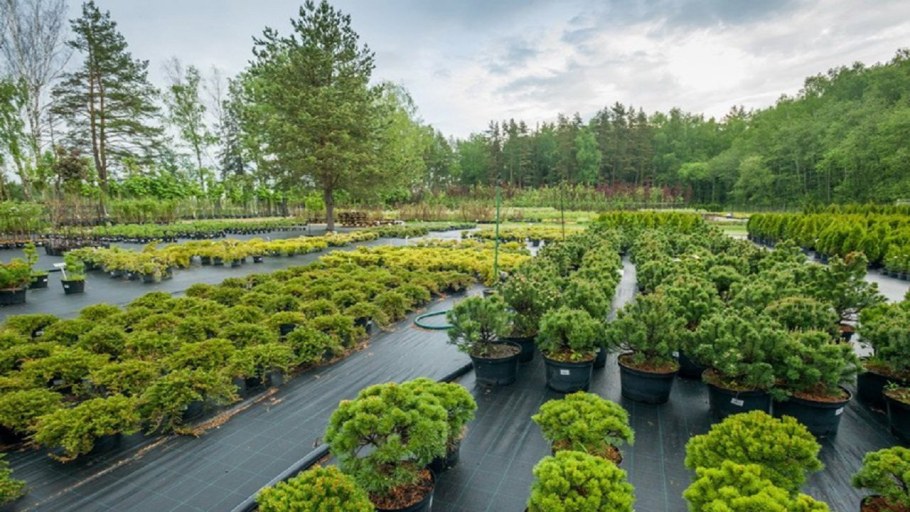 Ильский питомник декоративных растений