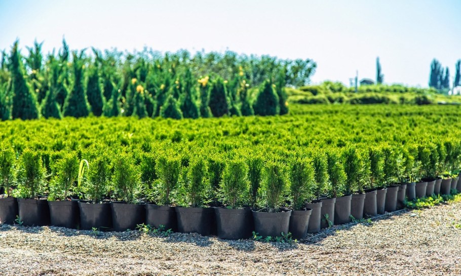 Питомник декоративных растений