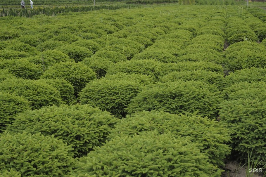 Армавирский Совхоз декоративные культуры имени н с Плохова