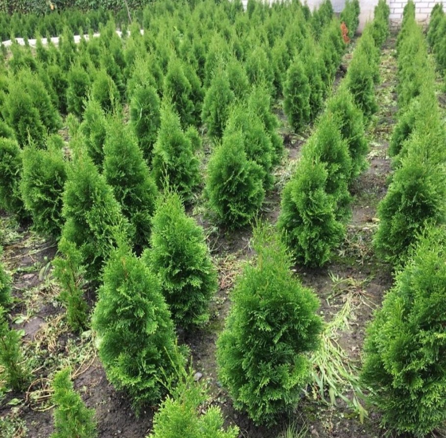 Питомник декоративных растений Ставрополь