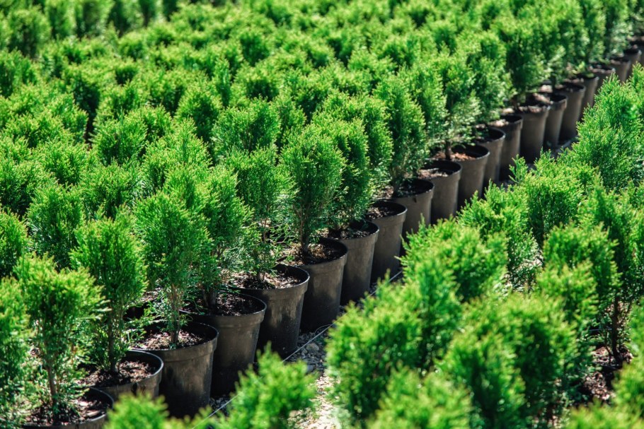 Питомник Азовский растений хвойных