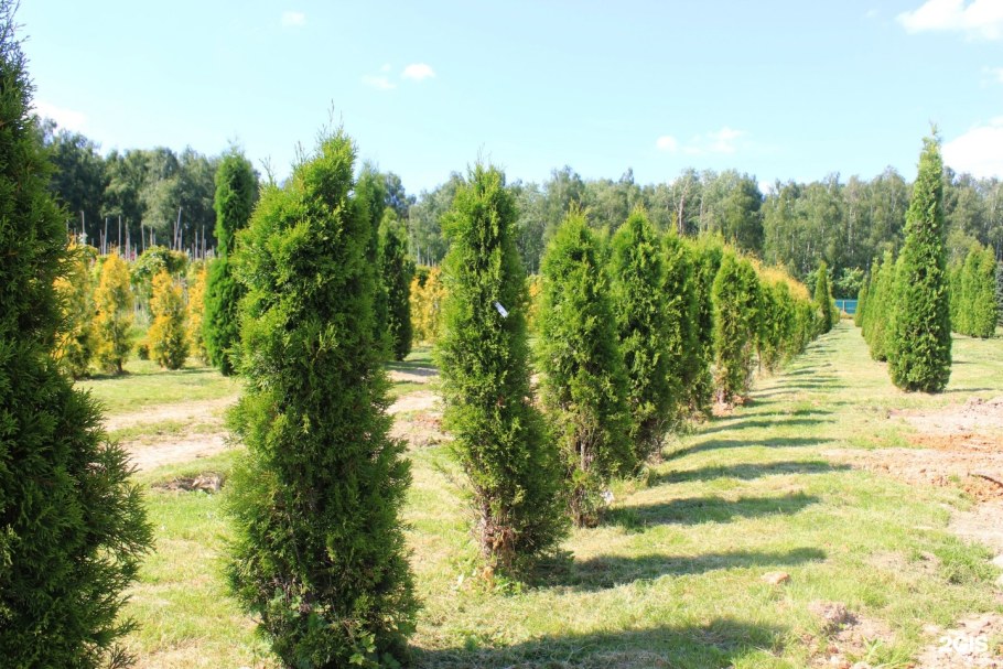 Питомник растений Южный в Серпуховском районе