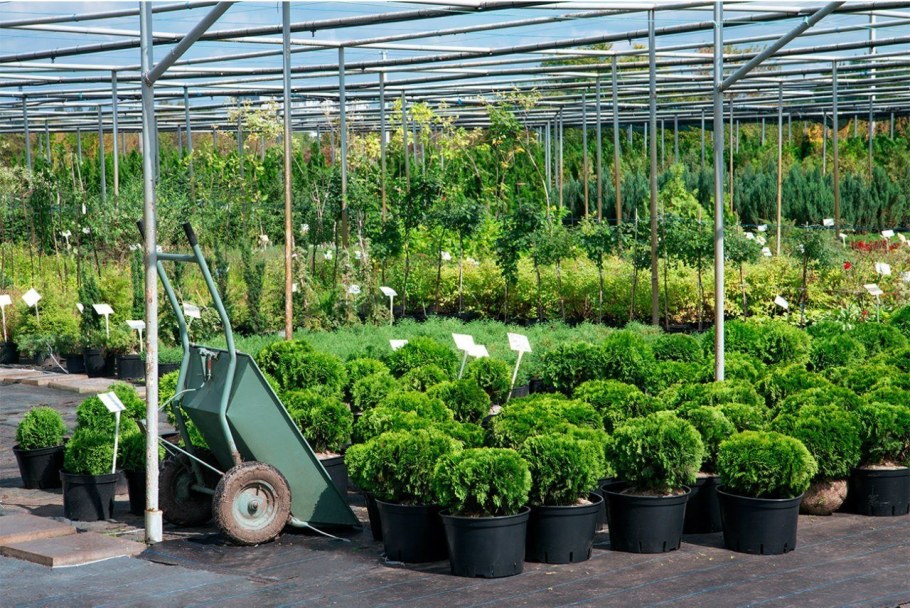 Питомник растений Велес Чита