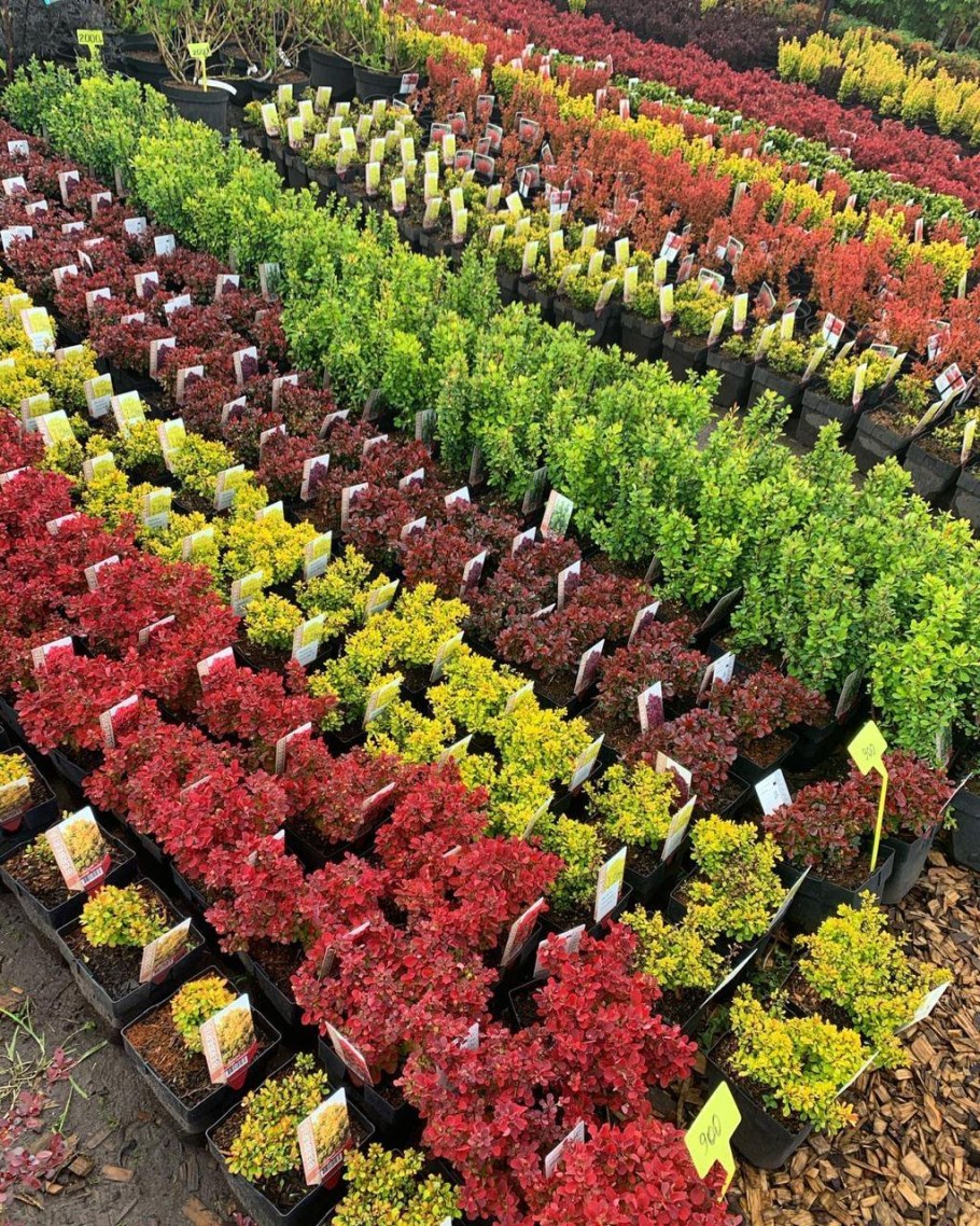 Грибанов сад питомник растений