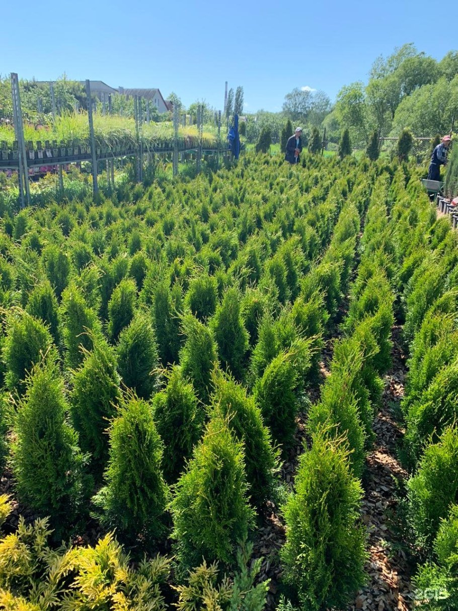 2 Стрелецкая 21 Курск питомник