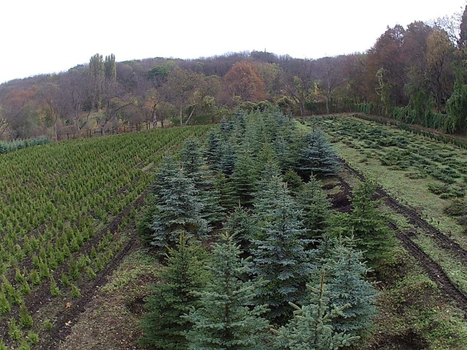 Перкальский питомник Пятигорск