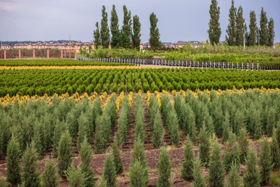 Кошкинский район питомник растений