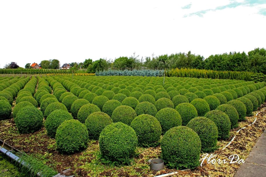 Richard Dorst питомник растений