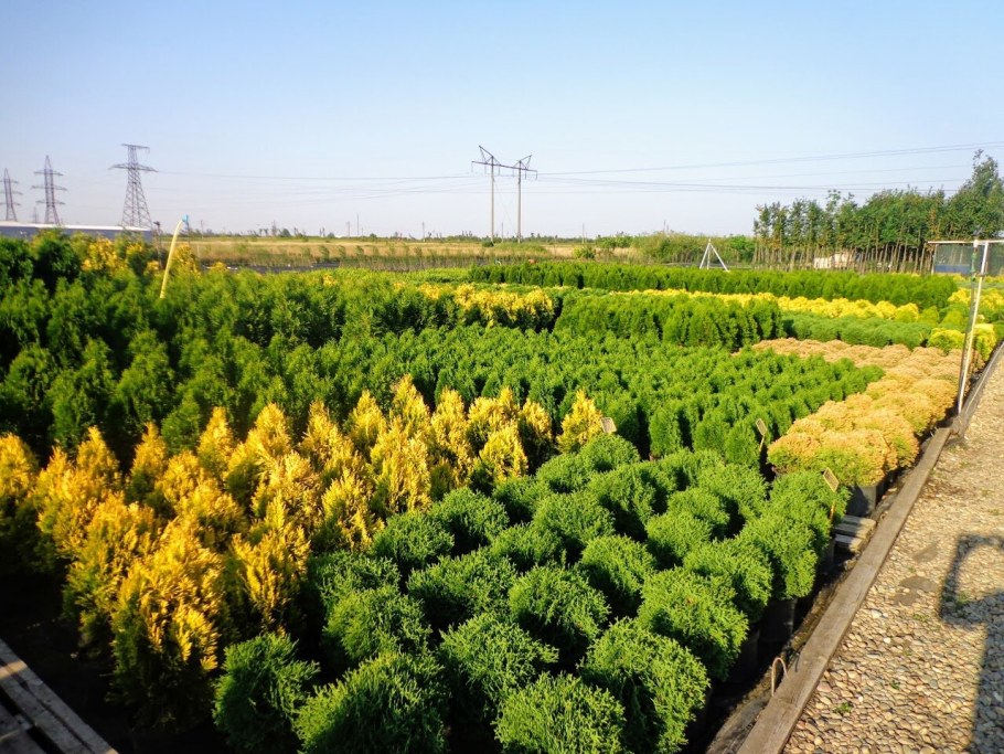 Питомники растений в Краснодаре Голдрайз