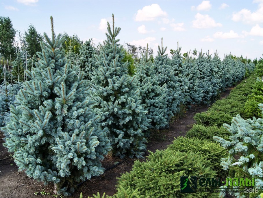 Питомник растений елы палы
