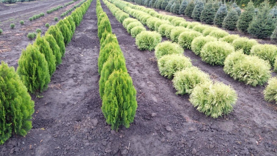 Питомник растений Алакюля